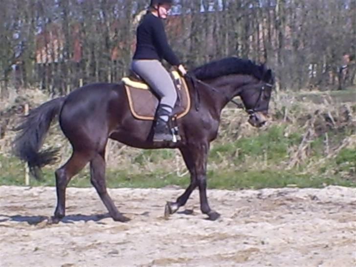 Trakehner Lazio billede 15