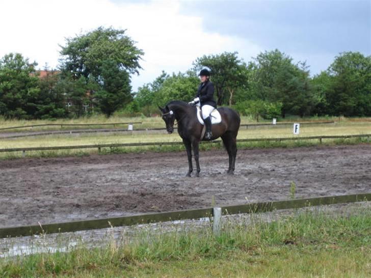 Trakehner Lazio - Blåbjerg Ride klub 2008 billede 16