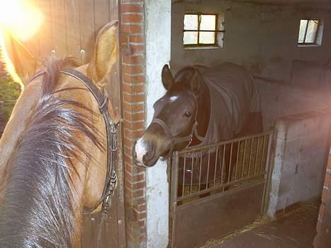 Dansk Varmblod Mon Ami(Borte 13.05.08) - Mona og jeg red forbi stalden og hilser på Lazio billede 3