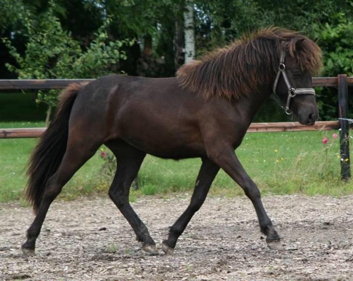 Islænder Frigg fra skovhuset - Under ½ år gammel <3 (Billede taget af mig må ikke kopieres) billede 1