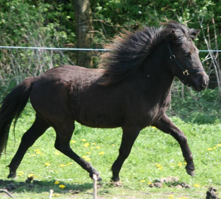 Islænder Frigg fra skovhuset - Frigg 2 år gammel <3 billede 2
