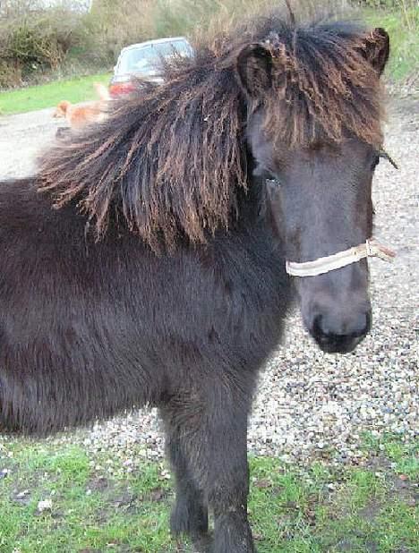 Islænder Frigg fra skovhuset - Frigg var med på gå tur <3 ca 6 månder gammel (Billede taget af mig må ikke kopieres) billede 3