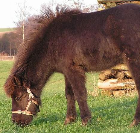 Islænder Frigg fra skovhuset - Frigg fik lige lov til og græsse lidt - ca 7 måneder gammel (Billede taget af mig må ikke kopieres) <3 billede 4