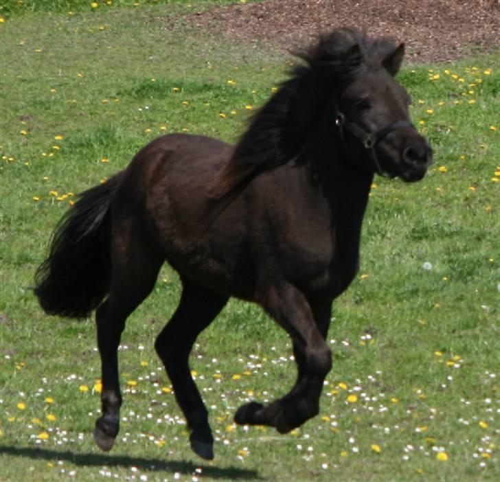 Islænder Frigg fra skovhuset - (; <3 2 år gammel på folden billede 5