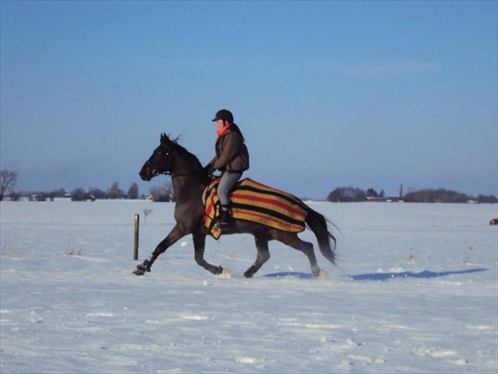 Anden særlig race Fighter Dianado *R.I.P.* - Pernille og Figh i sneen 2010 billede 1