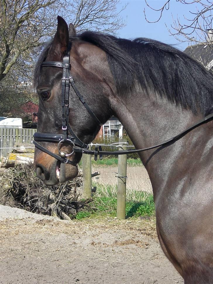 Anden særlig race Fighter Dianado *R.I.P.* - Figh´s smukke hoved<3 Foto: SabinaMB billede 5