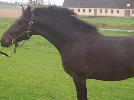 Anden særlig race Fighter Dianado *R.I.P.* billede 8