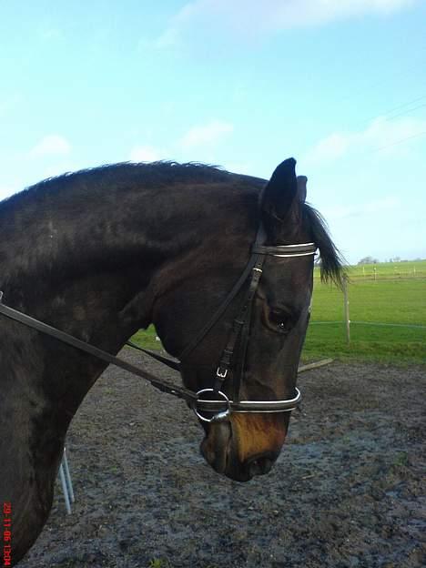 Dansk Varmblod Cassandra  billede 1