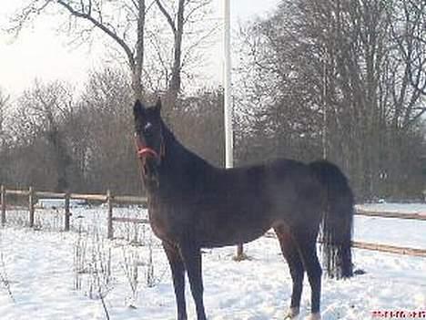 Dansk Varmblod Cassandra  billede 2