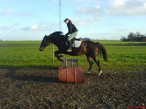 Dansk Varmblod Cassandra  billede 3