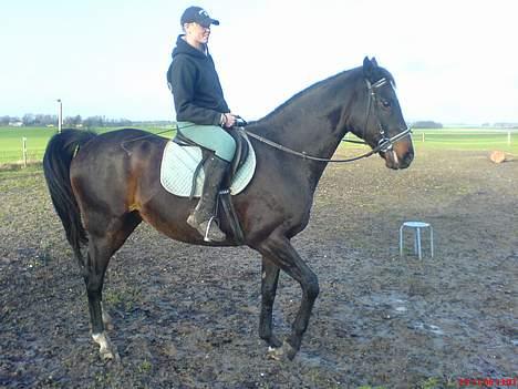 Dansk Varmblod Cassandra  billede 4