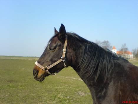 Dansk Varmblod Cassandra  billede 5