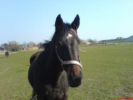 Dansk Varmblod Cassandra  billede 6