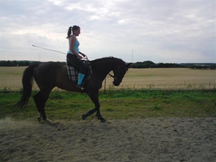 Dansk Varmblod Cassandra  billede 7