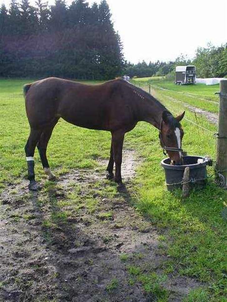 Traver tulle wenbo  billede 1