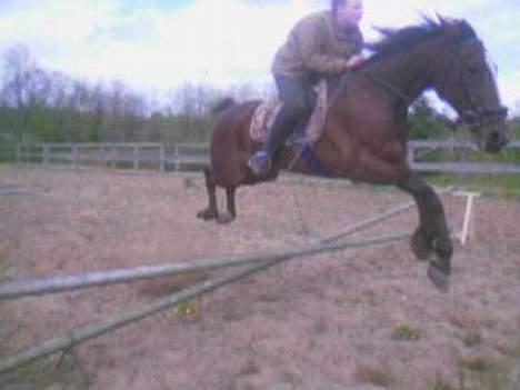 Traver tulle wenbo  billede 2