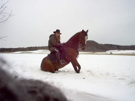 Traver tulle wenbo  billede 3