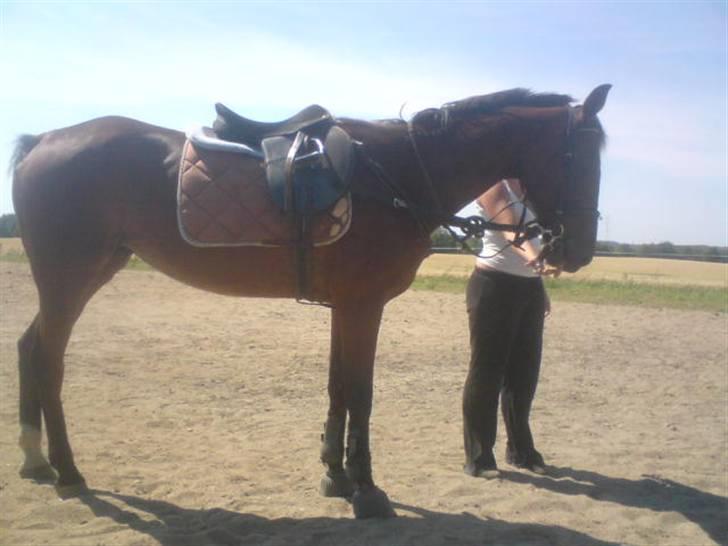 Traver tulle wenbo  billede 4