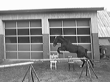 Traver tulle wenbo  billede 5