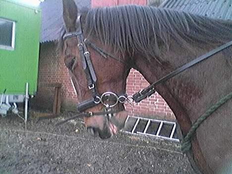 Traver tulle wenbo  billede 7