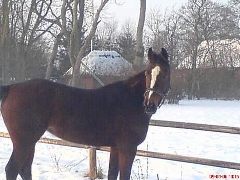 Traver tulle wenbo  billede 8