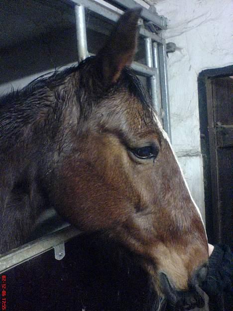 Traver tulle wenbo  billede 9