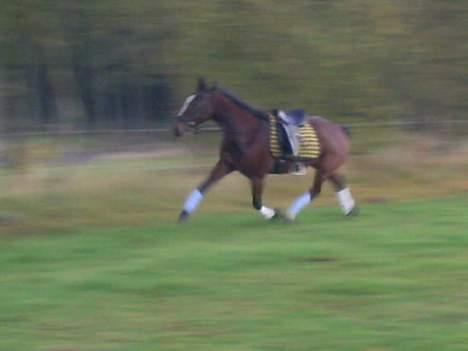 Traver tulle wenbo  billede 10