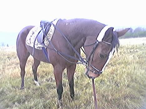 Traver tulle wenbo  billede 11