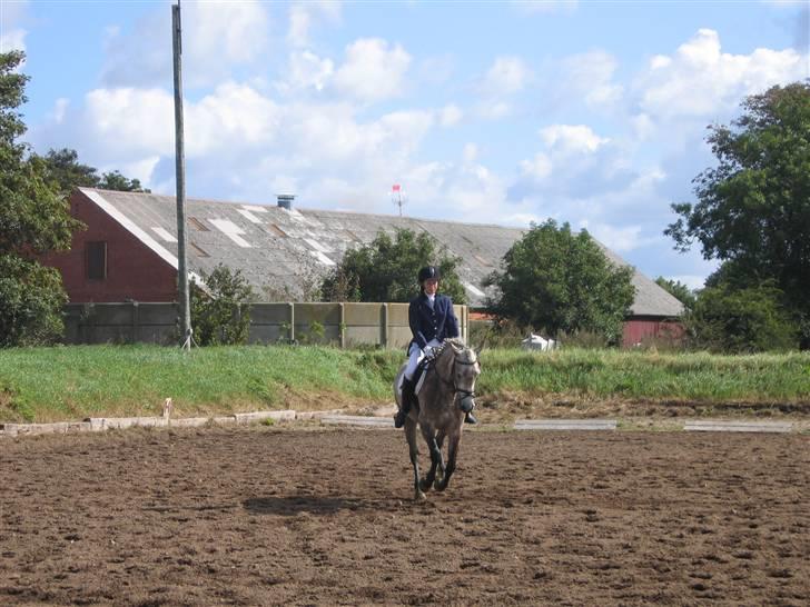 Anden særlig race Cæsar - Galop, lb3 i Tobøl :) billede 16