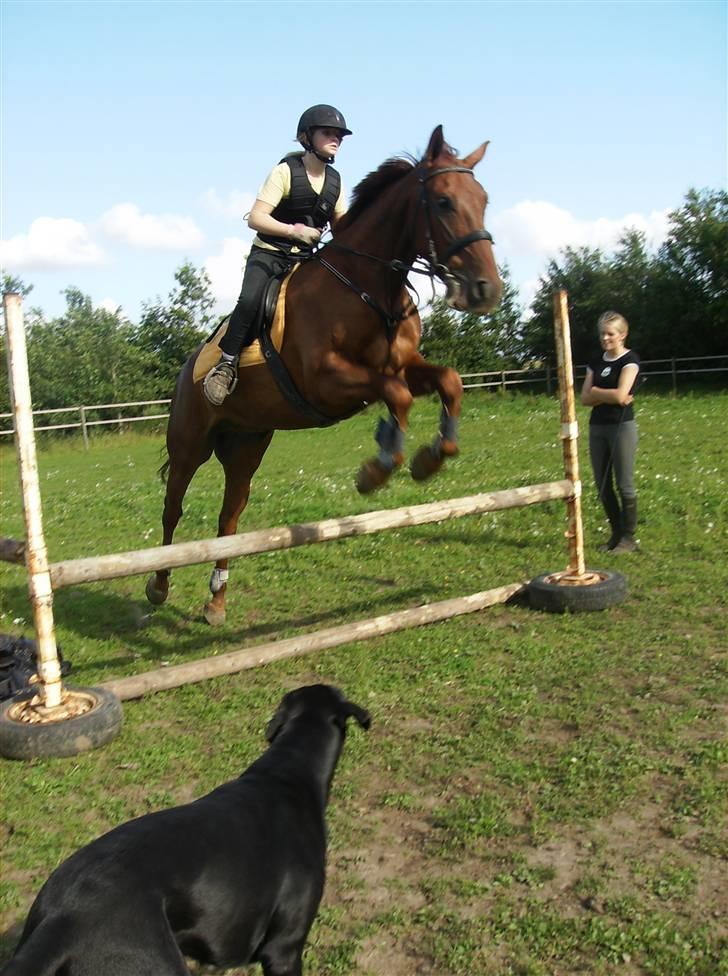 Knabstrupper Zolon - wee et lille spring (L) billede 10