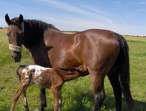 Anden særlig race Pernille*DØD* - nelle mor så smuk og følle billede 14