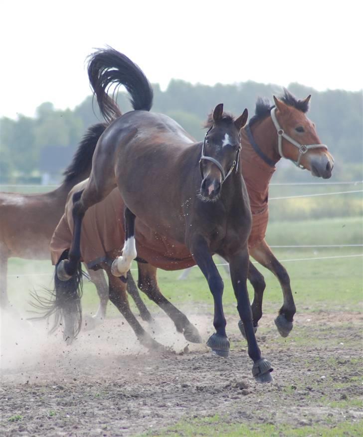 New Forest Elmholts Education A-pony (solgt) - Hygge med vennerne, maj 09 Foto: Mathilde K-N billede 13