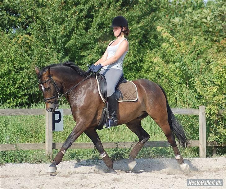 New Forest Elmholts Education A-pony (solgt) billede 14
