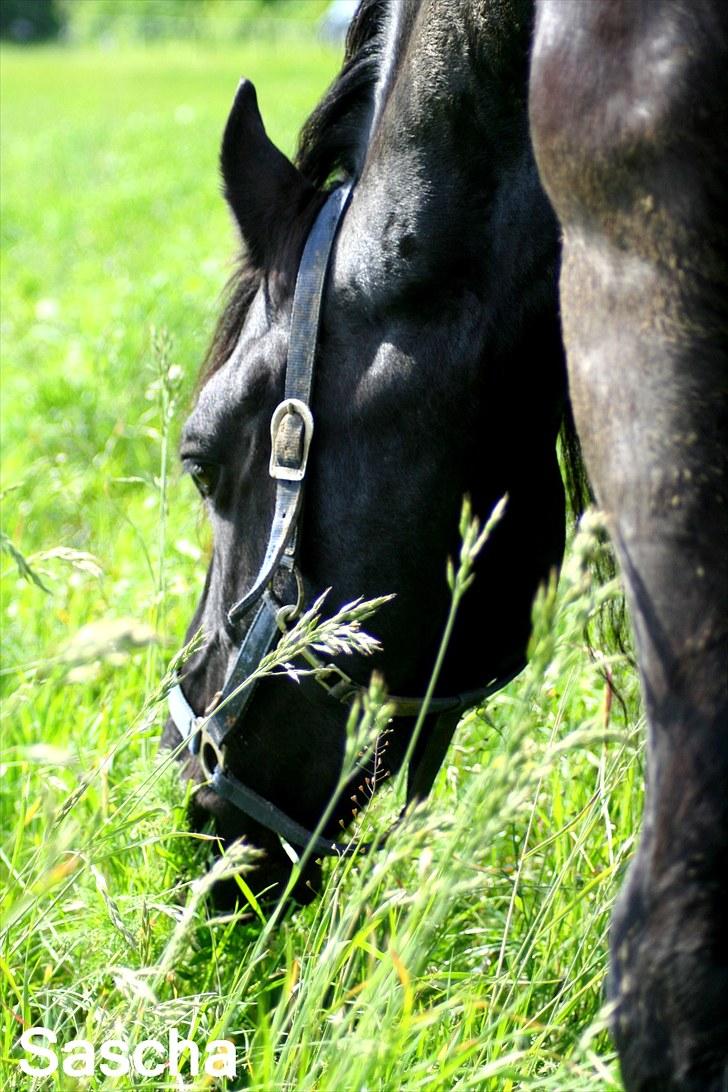 Frieser Jisk fan è Drifte billede 5