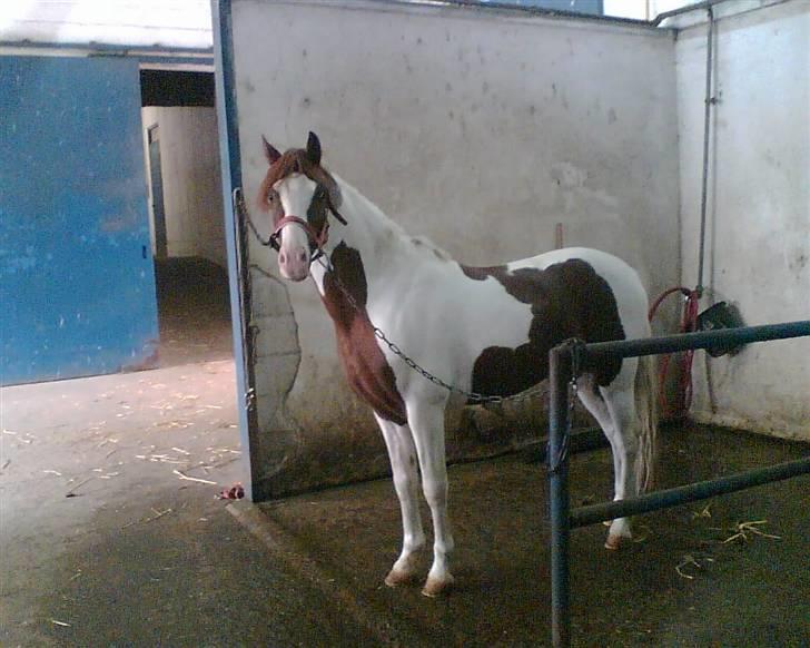 Welsh Partbred (Sec F) Kilmay Prince Pantani  - fuld figur ! :D undskyld kvalitet ! billede 10