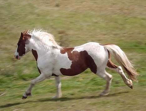 Welsh Partbred (Sec F) Kilmay Prince Pantani  - Galop! Sejt billede .. billede 14