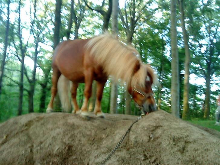 Shetlænder Lucky Player (Hingst) RIP - player på toppen af Bjerget (taget af Kiwie, som opfostrede ham) billede 9