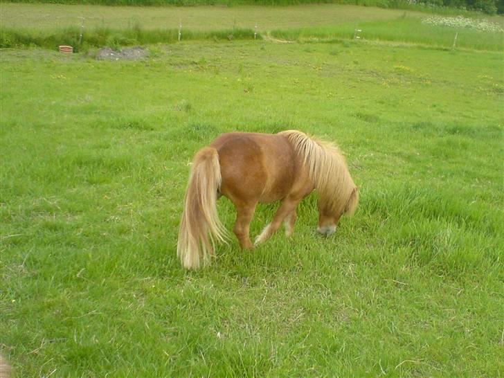 Shetlænder Lucky Player (Hingst) RIP - Græsfold ligesom det var begyndt at spirre billede 11