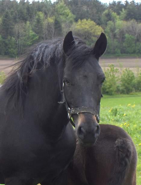 New Forest Plovkær Bitten - Velkommen til Bittens side;o) billede 1