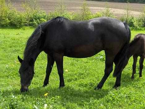 New Forest Plovkær Bitten billede 2