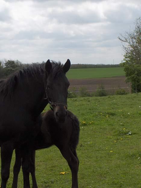 New Forest Plovkær Bitten billede 3