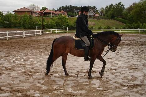 New Forest alina - oppe og ride ved en lille bane ved vores naboer billede 7