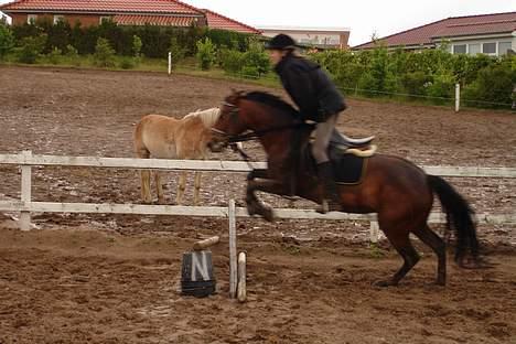 New Forest alina - spring jaaaa!!!! vi elsker det billede 8