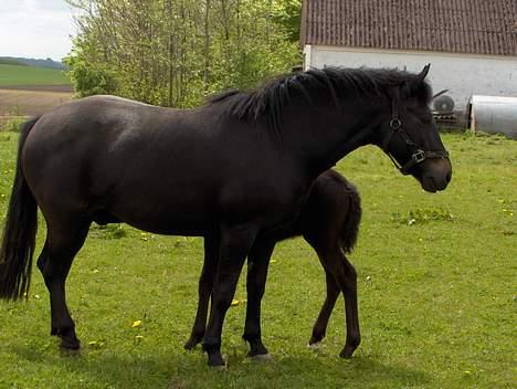 New Forest Plovkær Bitten billede 4