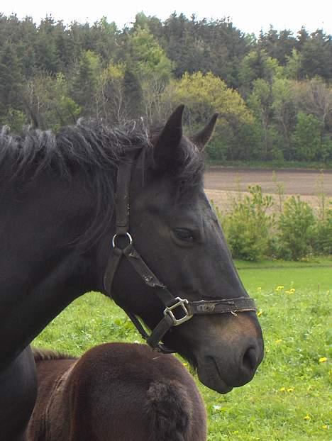 New Forest Plovkær Bitten billede 5