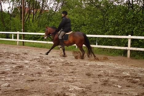 New Forest alina - fuld fart igennem mudderet super skægt billede 9
