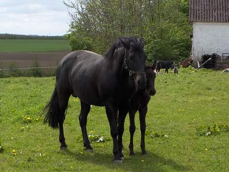 New Forest Plovkær Bitten billede 6