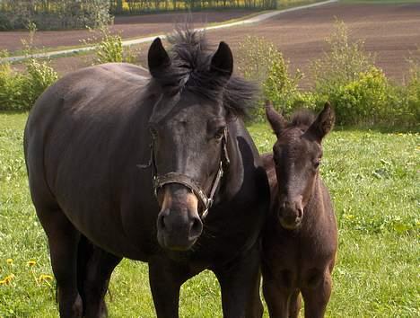 New Forest Plovkær Bitten - Bitten og Flicka ;o) billede 7