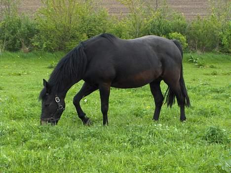 New Forest Plovkær Bitten billede 8