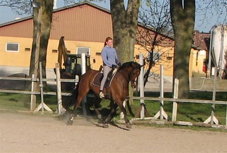 Hannoveraner Destiny. Lånt ud - Lars og jeg til stævne på Riisgaard, hvor vi fik en anden plads med 3 point op til første... billede 6